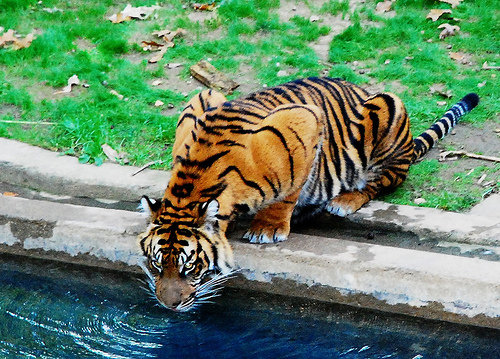 Tiger Drinking